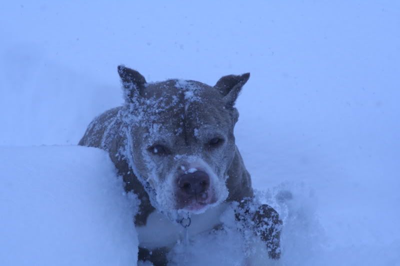2010snow061.jpg