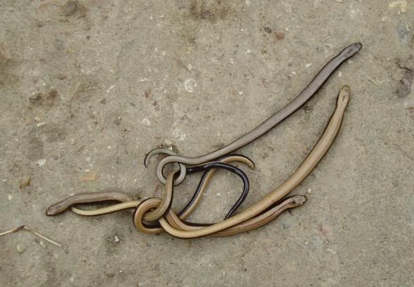 British Slow Worm