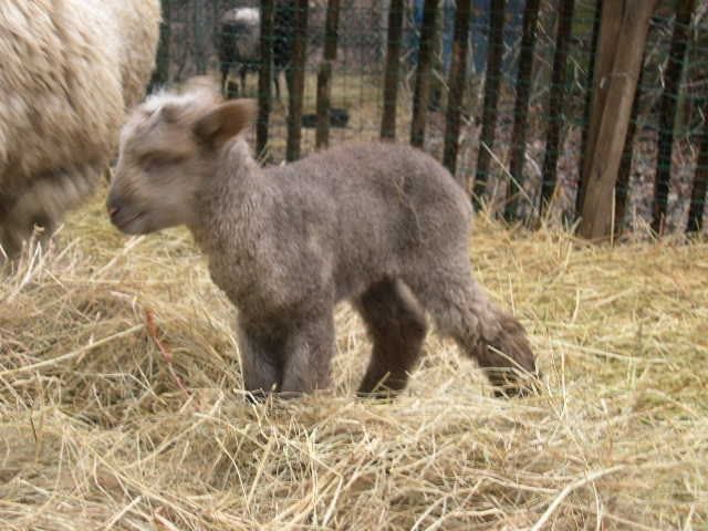 Our first lambing  need some advice - Sheep