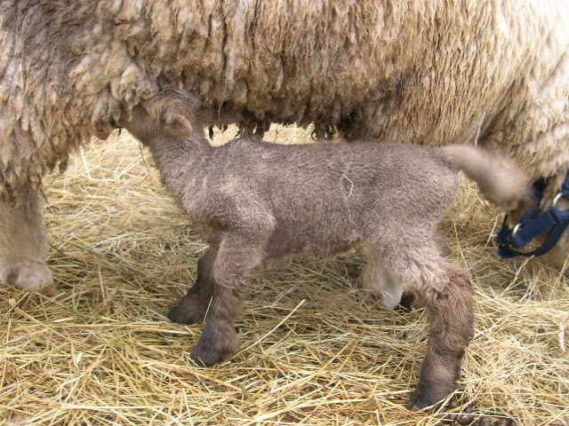 Our first lambing  need some advice - Sheep