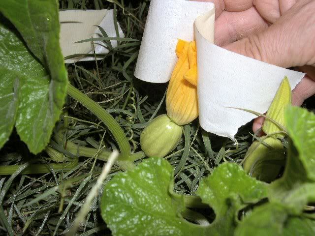 tahitian melon squash