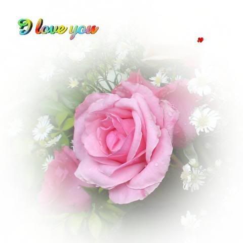 pink rose love. Symbol Of Love And Beauty.