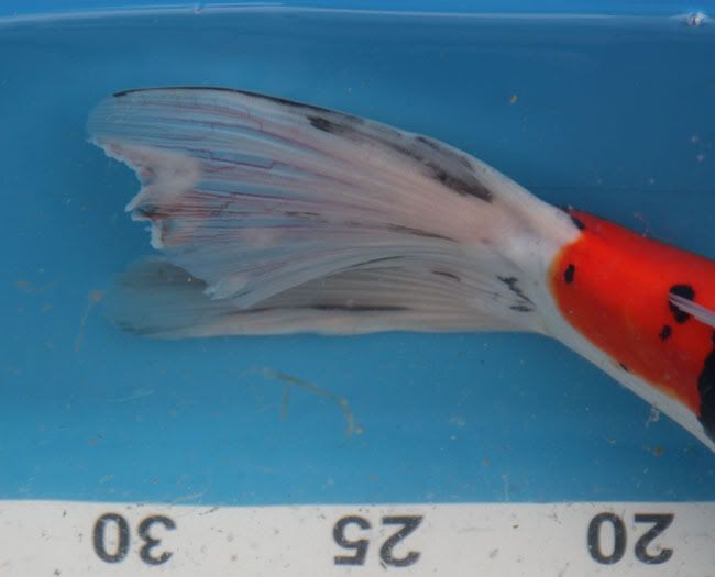 koi forum fin rot koi forum fin rot