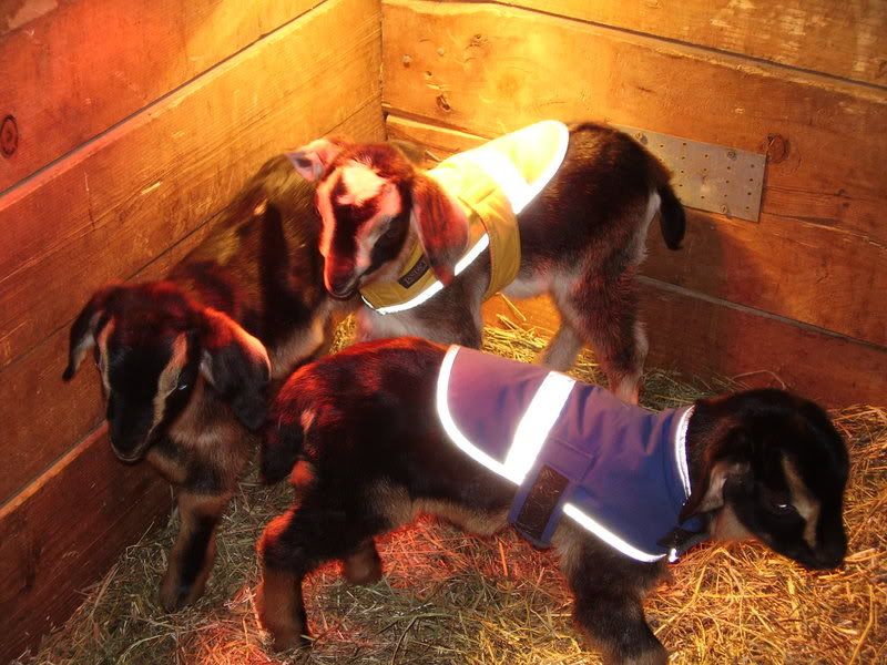 The Three Amigos...pic - Goats