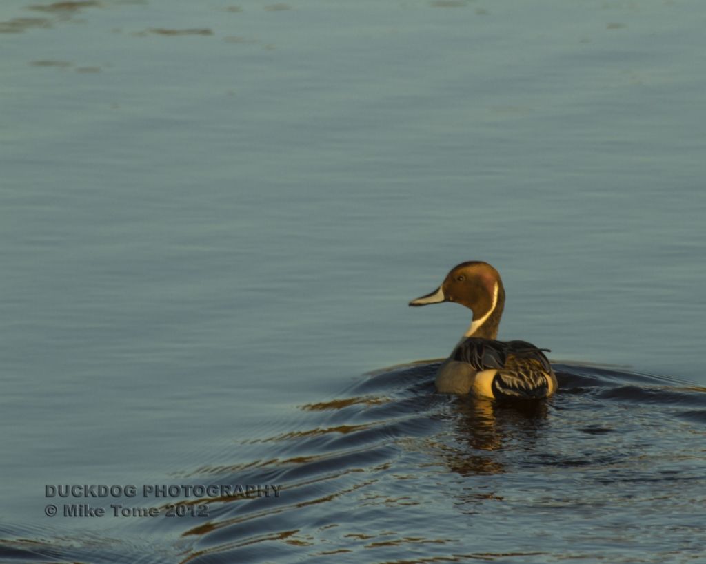 IMAGE: http://i54.photobucket.com/albums/g107/TBN1994/2012%20Chincoteague/731a3090-80ad-4c43-89bd-06adc0b13dfc.jpg