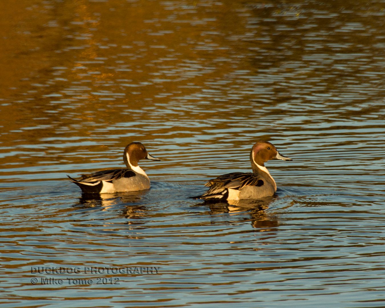 IMAGE: http://i54.photobucket.com/albums/g107/TBN1994/2012%20Chincoteague/IMG_7958.jpg
