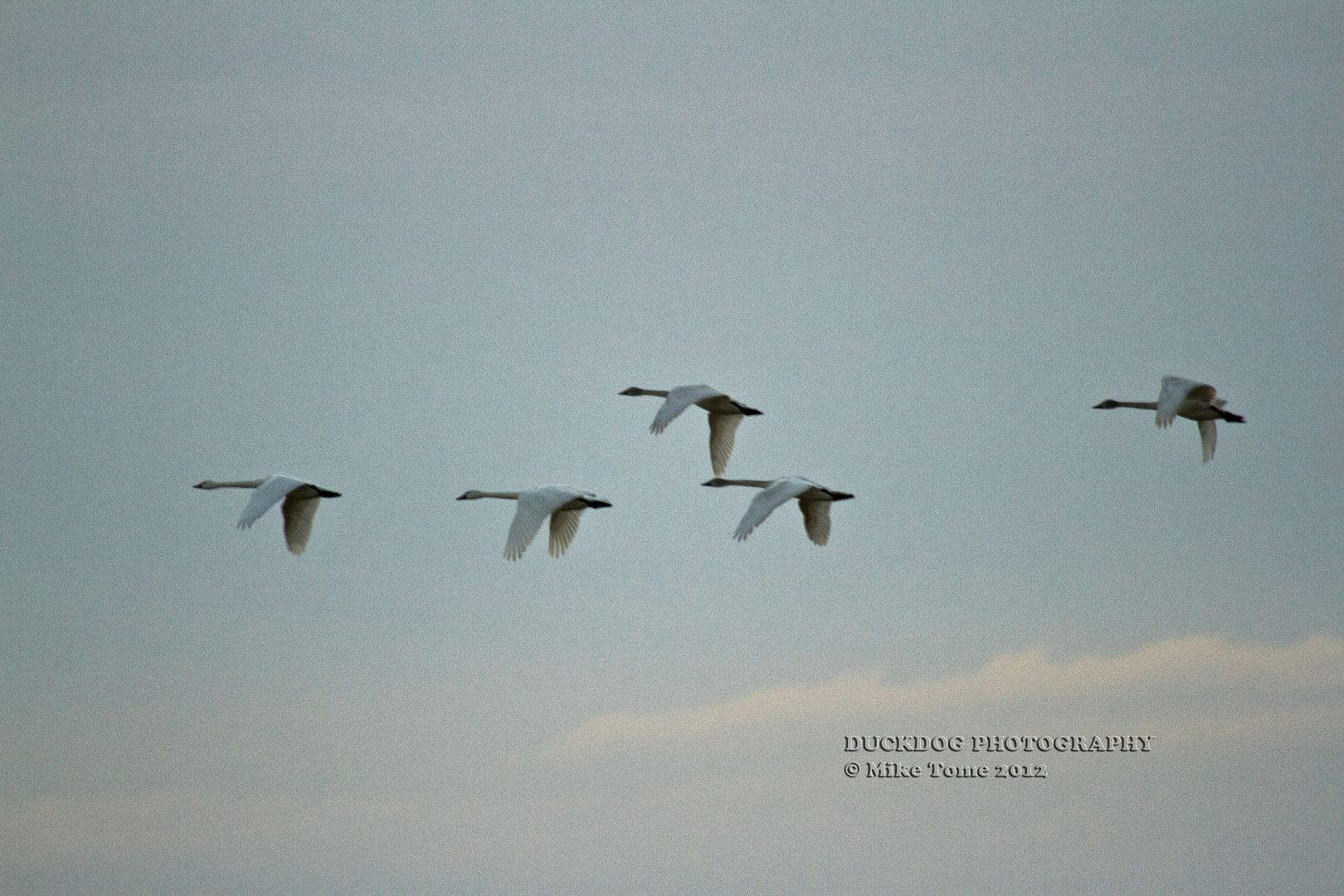 IMAGE: http://i54.photobucket.com/albums/g107/TBN1994/2012%20Pond%20Pictures/Tome120305IMG_0660copy.jpg