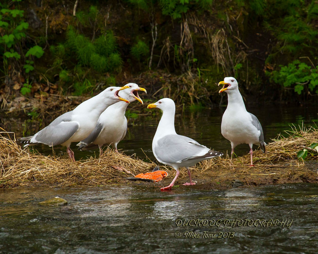 IMAGE: http://i54.photobucket.com/albums/g107/TBN1994/2013%20Alaska/IMG_5396gullss.jpg