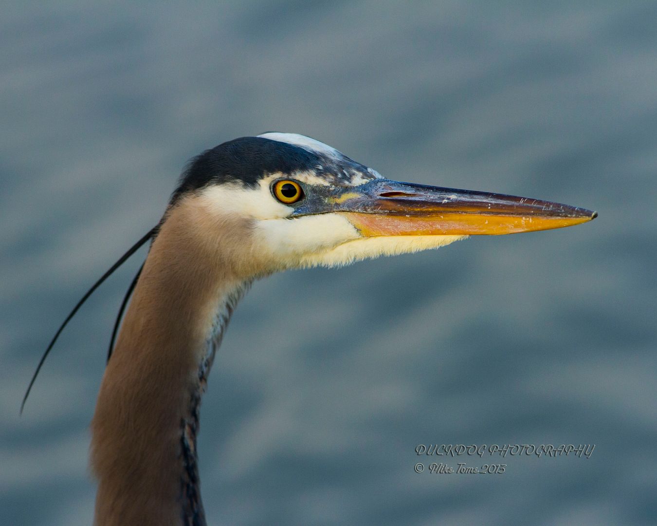 IMAGE: http://i54.photobucket.com/albums/g107/TBN1994/2013%20Pond/IMG_1520.jpg