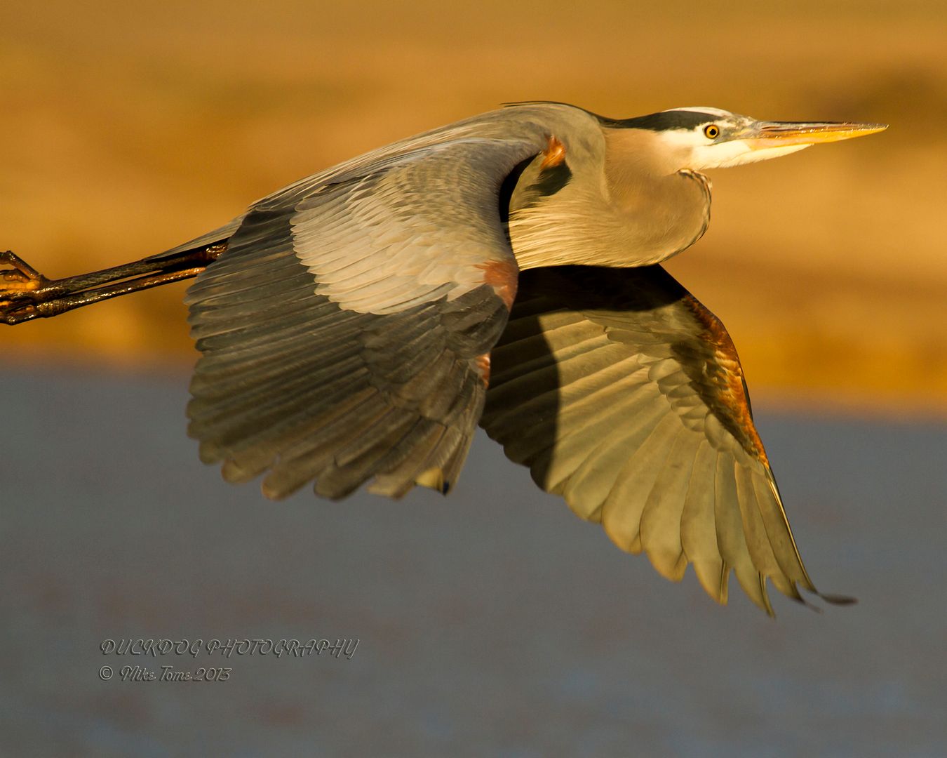 IMAGE: http://i54.photobucket.com/albums/g107/TBN1994/2013%20Pond/IMG_1545.jpg