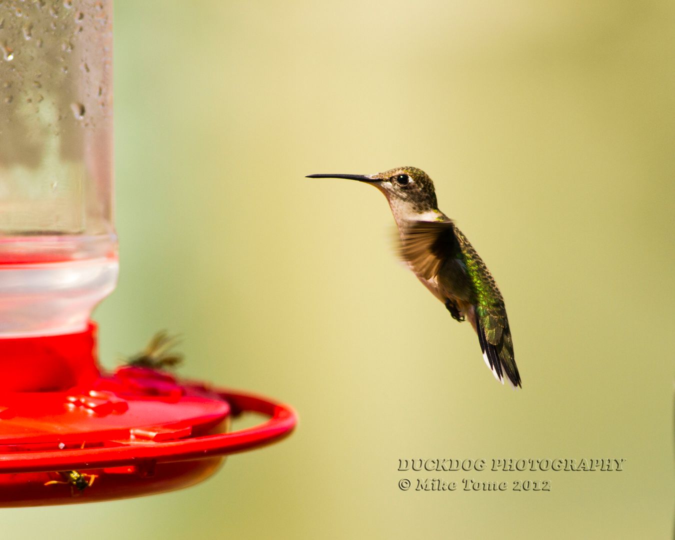 IMAGE: http://i54.photobucket.com/albums/g107/TBN1994/HUMMINGBIRDS/IMG_4980.jpg