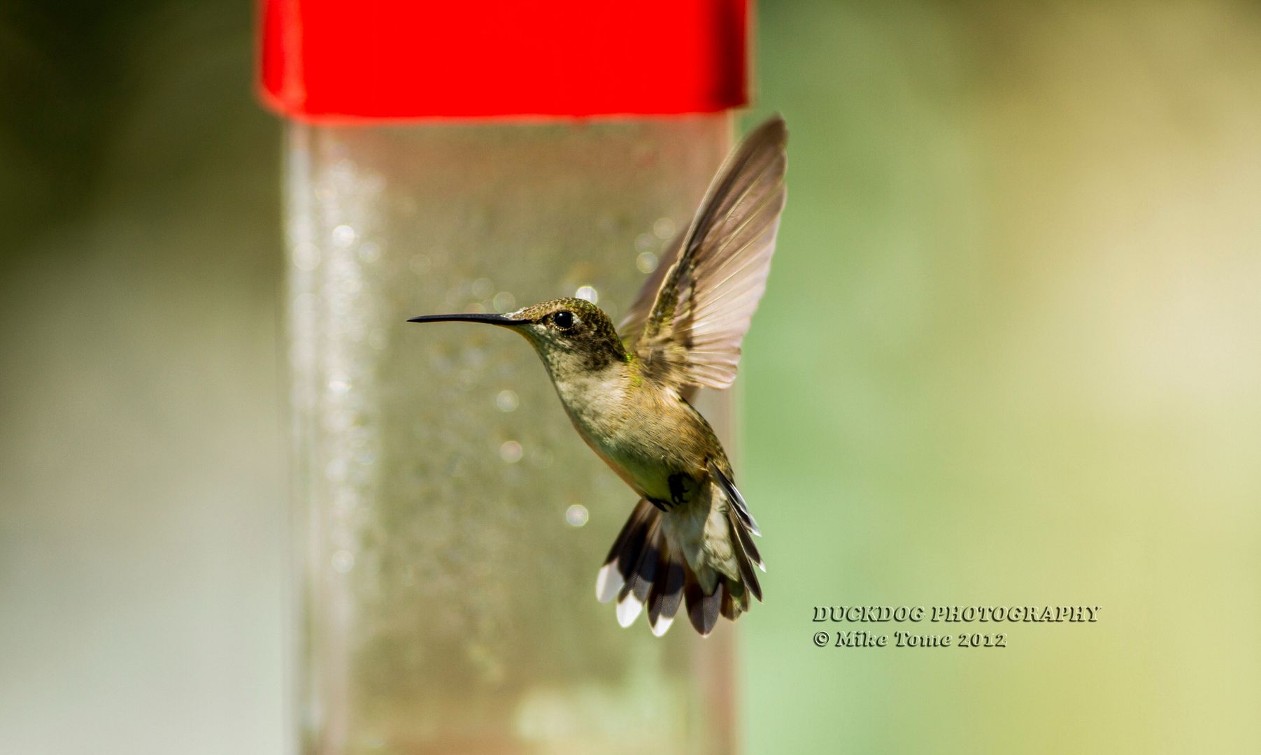 IMAGE: http://i54.photobucket.com/albums/g107/TBN1994/HUMMINGBIRDS/IMG_4982.jpg