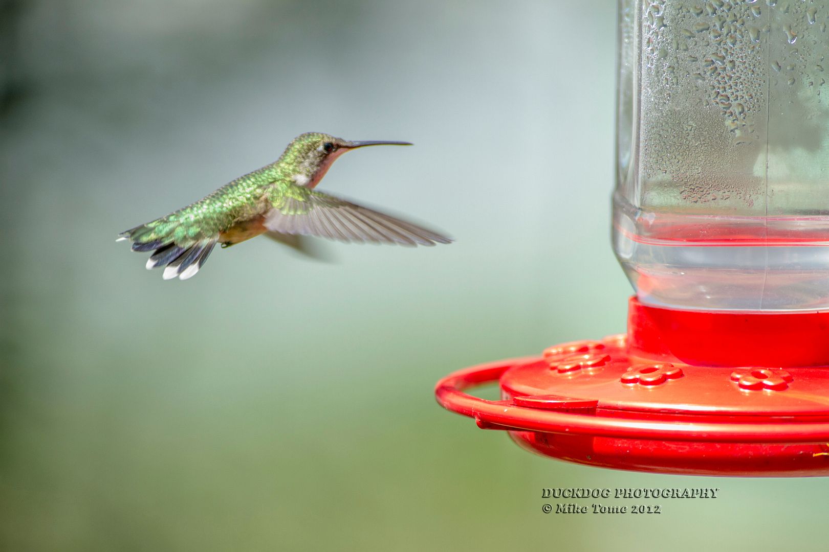 IMAGE: http://i54.photobucket.com/albums/g107/TBN1994/HUMMINGBIRDS/IMG_5000.jpg