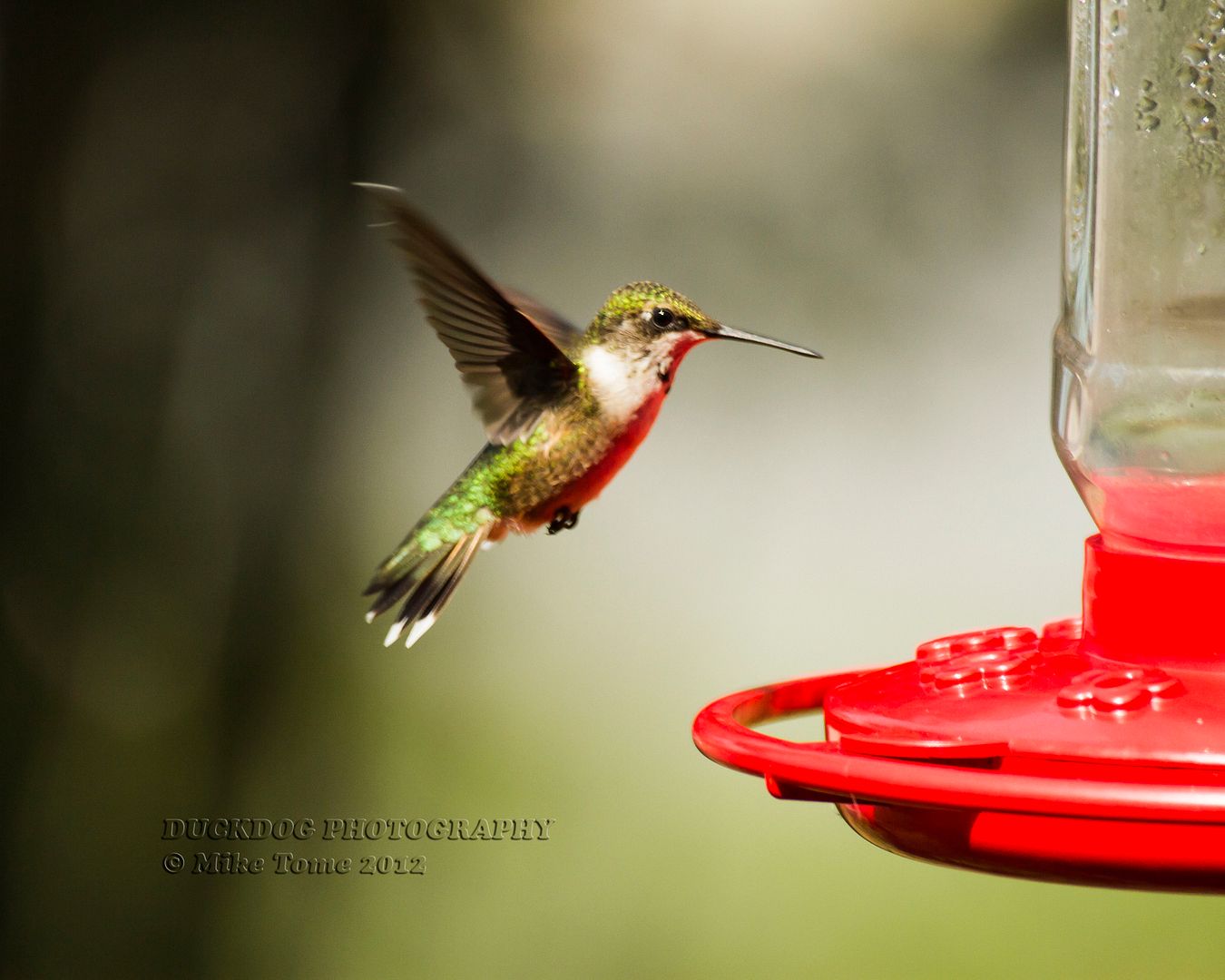 IMAGE: http://i54.photobucket.com/albums/g107/TBN1994/HUMMINGBIRDS/IMG_5126.jpg