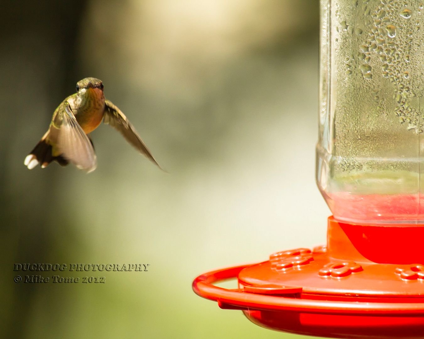 IMAGE: http://i54.photobucket.com/albums/g107/TBN1994/HUMMINGBIRDS/IMG_5167.jpg