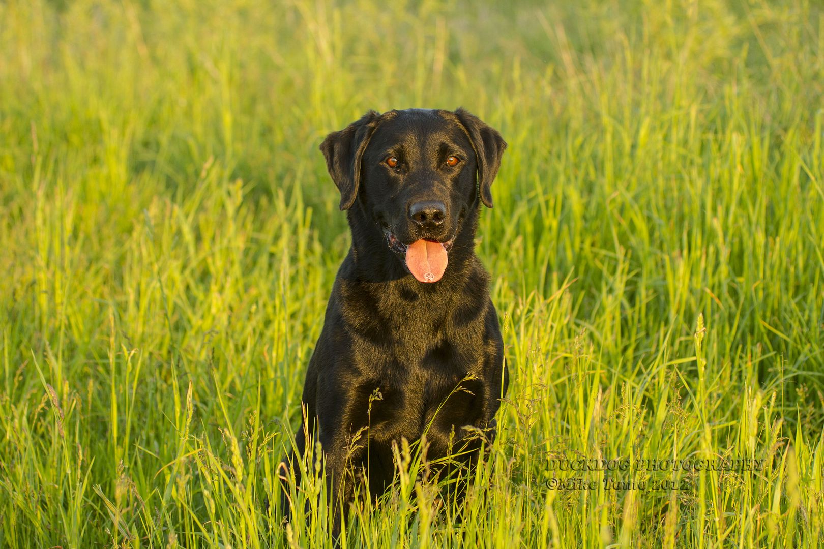 IMAGE: http://i54.photobucket.com/albums/g107/TBN1994/Retriever/2012-05-22IMG_2350.jpg