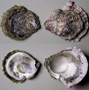 What is mollusca?