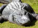 alligator Pictures, Images and Photos