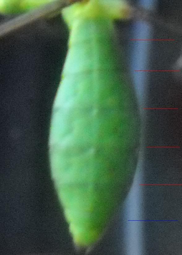 CongoUndersideMarked.jpg