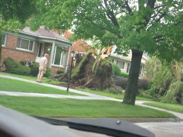 bigtree.jpg picture by gcpommom40