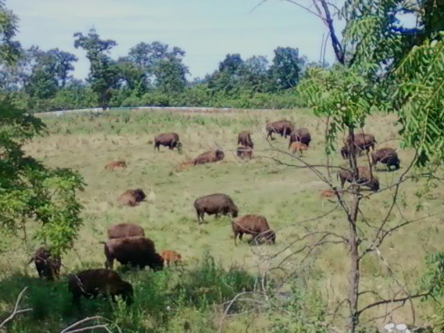 bison.jpg picture by gcpommom40