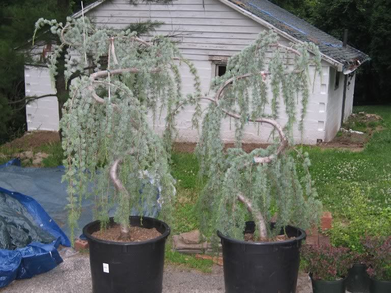 Bought Two Weeping Blue Atlas Cedar Trees Not Sure On How To Bought Two Weeping Blue Atlas Cedar Trees Not Sure On How To