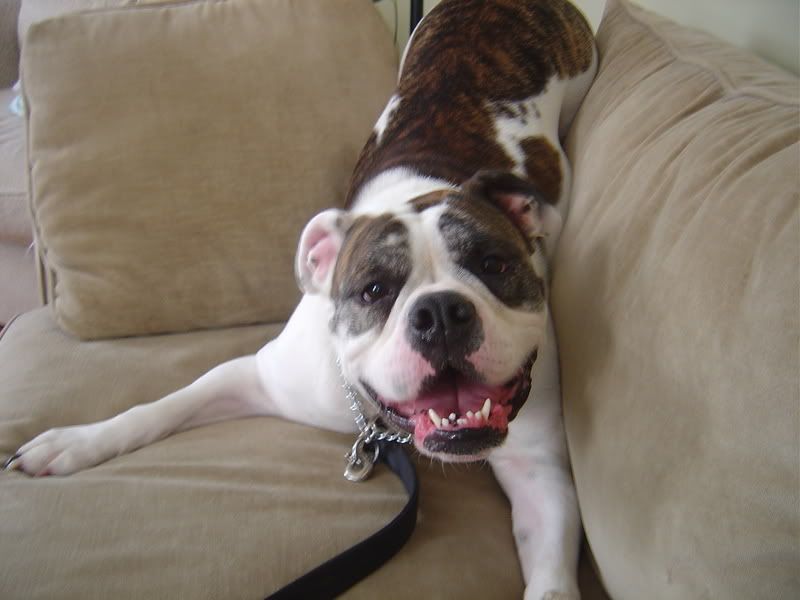 Trying to fight the guilt to euthanize our aggressive dog. Pet Loss