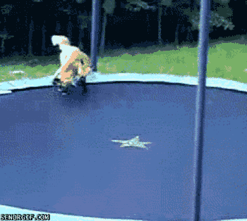 foxes-on-a-trampoline.gif
