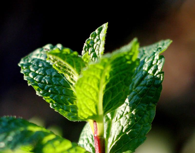 IMAGE: http://i54.photobucket.com/albums/g115/tundraman02/XSI_Test/MintTop.jpg