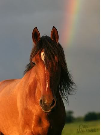 Lazarro is a Mustang, and he belongs to my 16-year-old sister. His parents were captured from the wild, but he was born and raised as a domesticated horse.