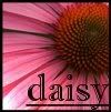 daisy2av.jpg