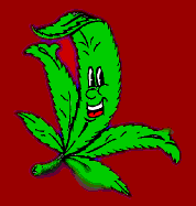 Cute Weed