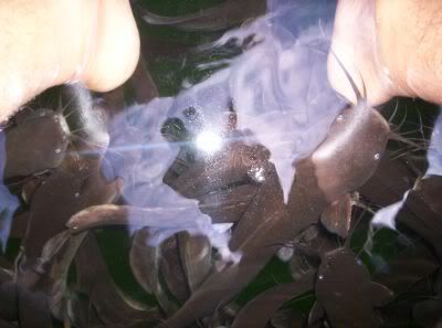 Image hosted by Photobucket.com