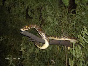 Photo Sharing and Video Hosting at Photobucket