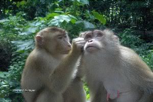 Photo Sharing and Video Hosting at Photobucket