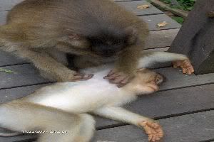 Photo Sharing and Video Hosting at Photobucket