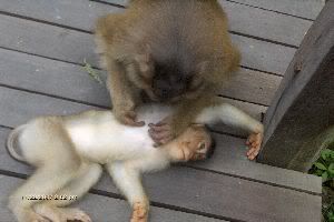 Photo Sharing and Video Hosting at Photobucket