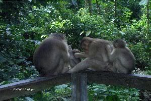 Photo Sharing and Video Hosting at Photobucket