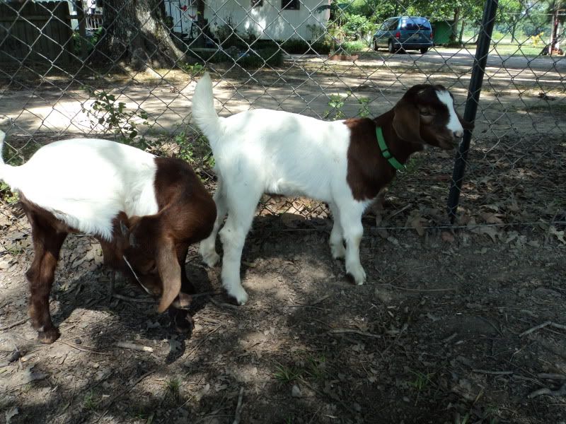 Boer Goats in Central Louisiana - The Goat Spot - Goat Forum