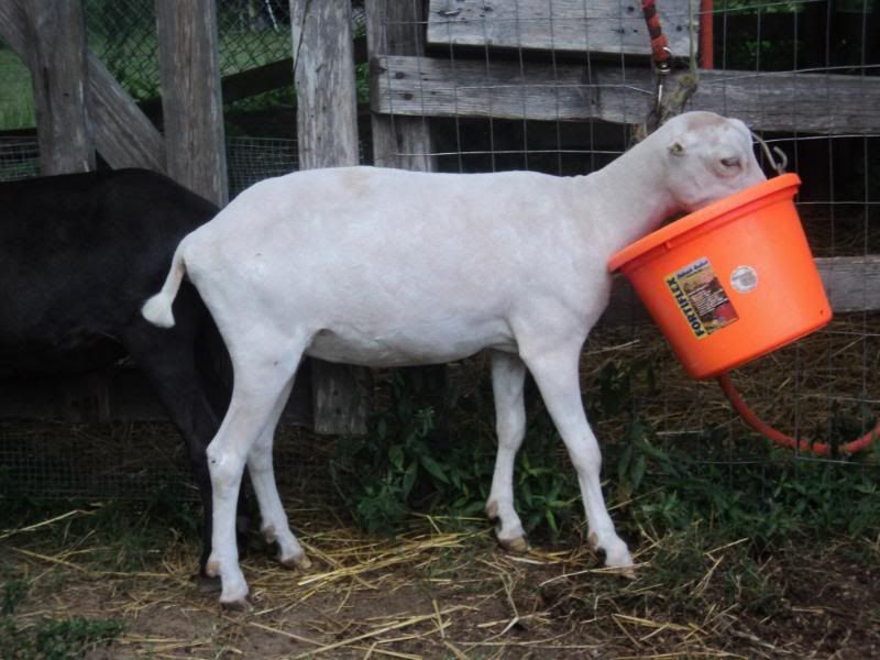 Test results are in...now what? - Goats