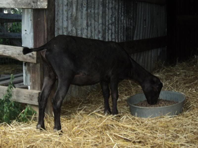 Test results are in...now what? - Goats