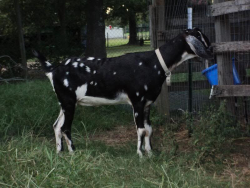 Test results are in...now what? - Goats