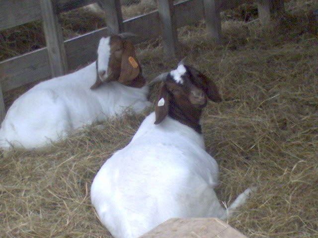 more goat pics! - Goats