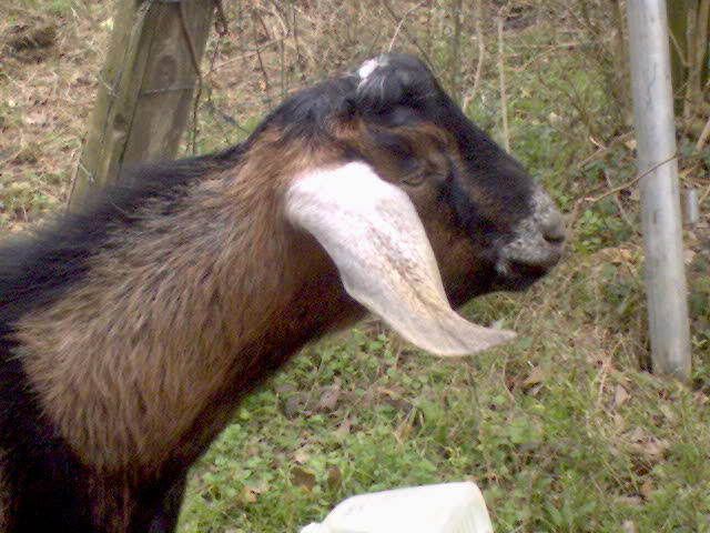 more goat pics! - Goats