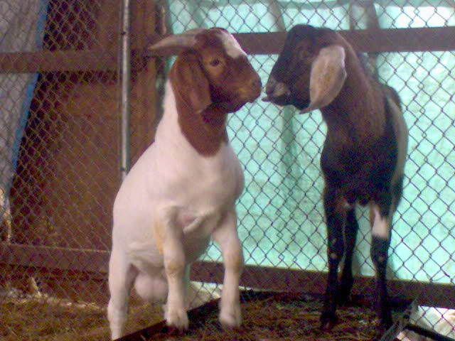 more goat pics! - Goats