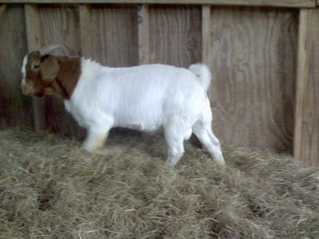 more goat pics! - Goats