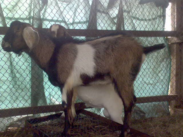 more goat pics! - Goats