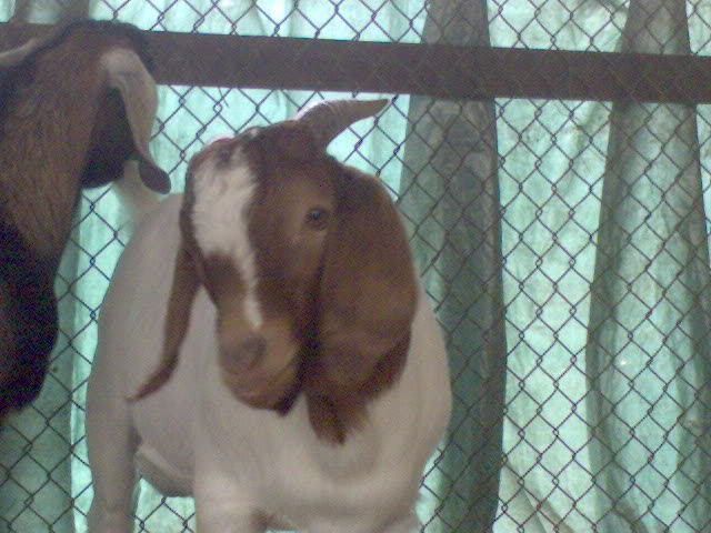 more goat pics! - Goats