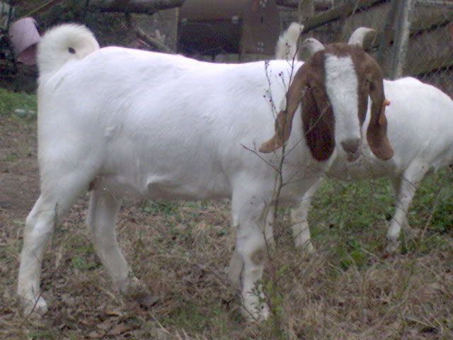 more goat pics! - Goats