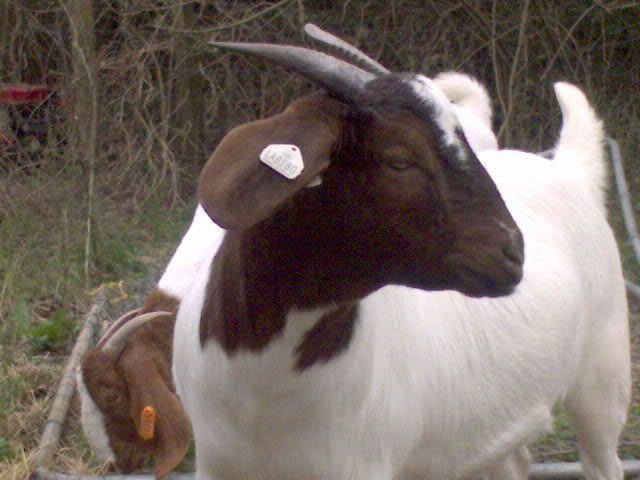 more goat pics! - Goats